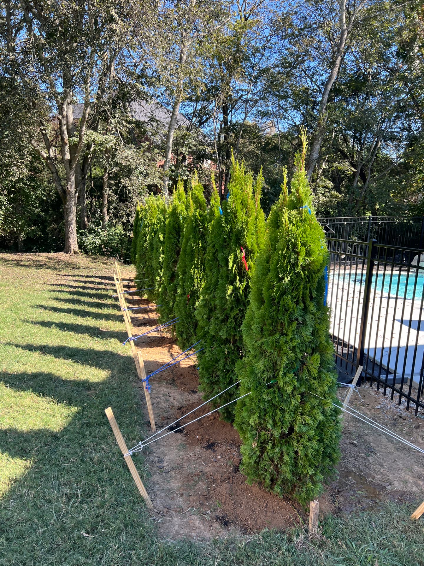 Neatly planted arborvitae hedge along a fence by SGO Land & Tree
